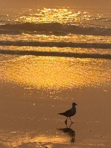 Gallery - Revive Lake Cathie