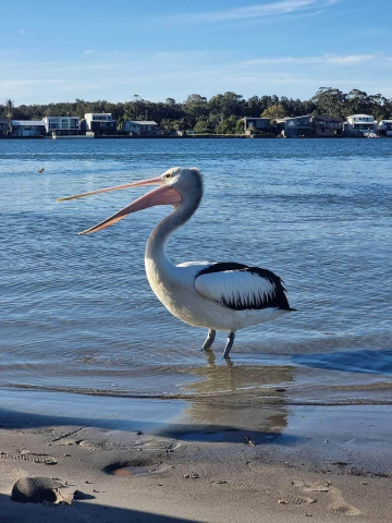 Gallery - Revive Lake Cathie
